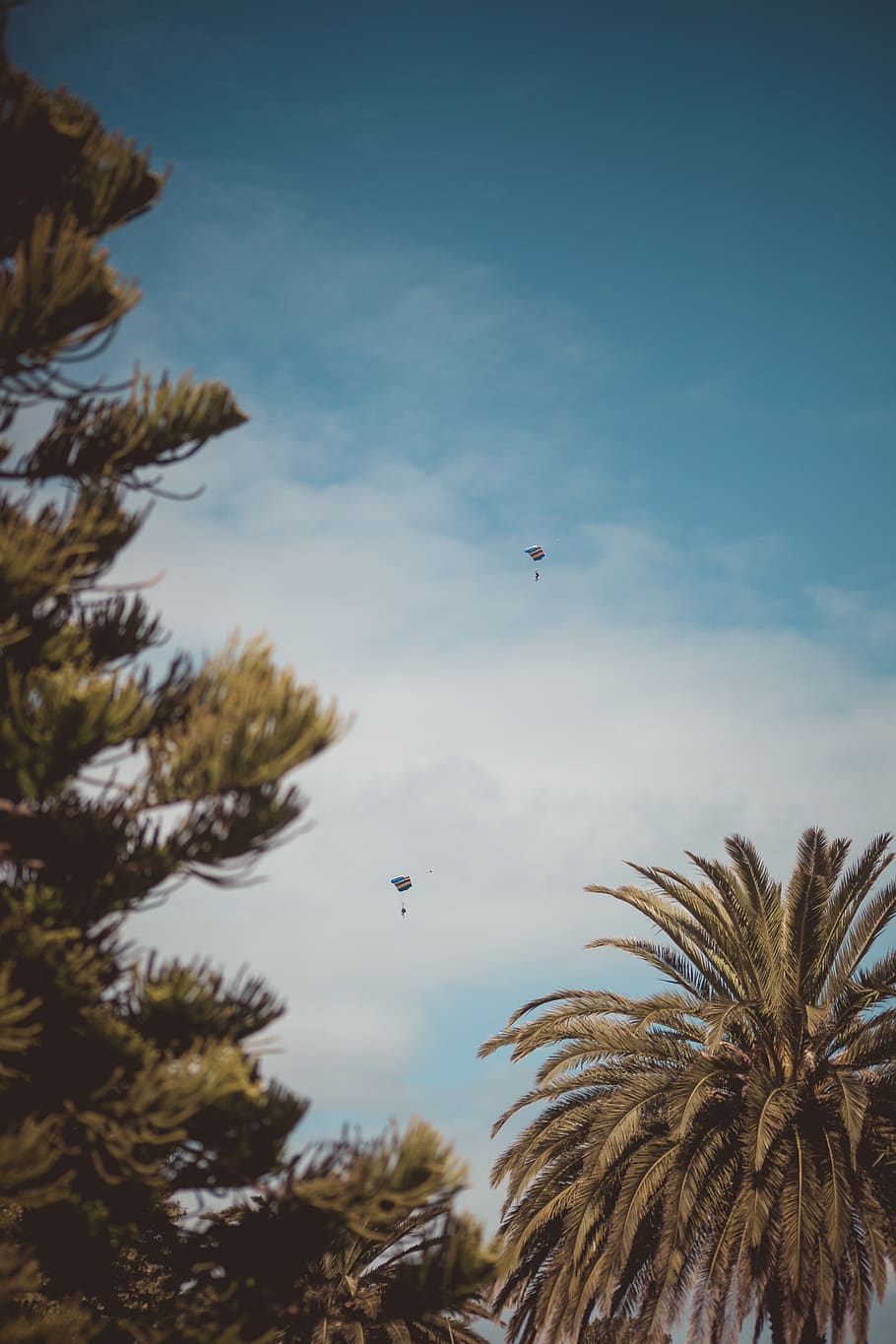 two kites flying on blue sky, tree, mid-air, plant, low angle view HD wallpaper