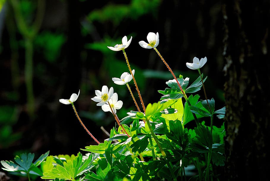 widower wind flower, wildflower, spring flowers, plant, growth HD wallpaper