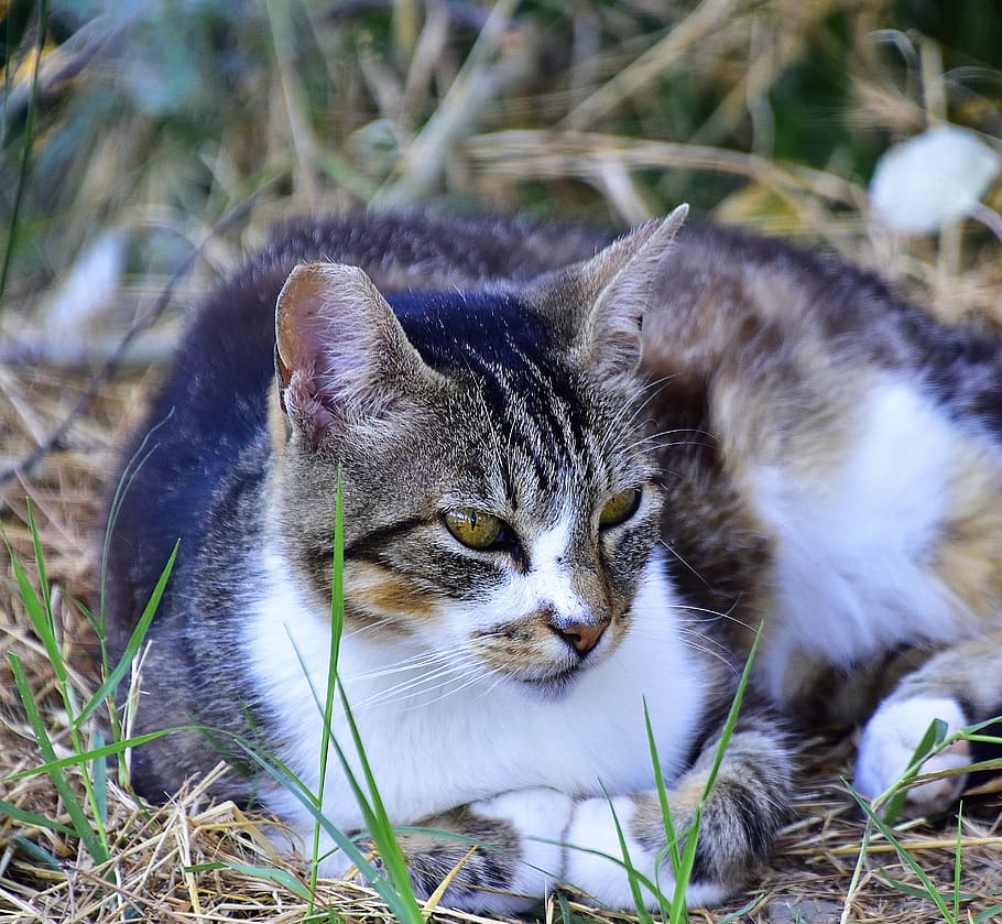 cat, cats, pet, hairy, mammals, brindle, animal themes, feline HD wallpaper
