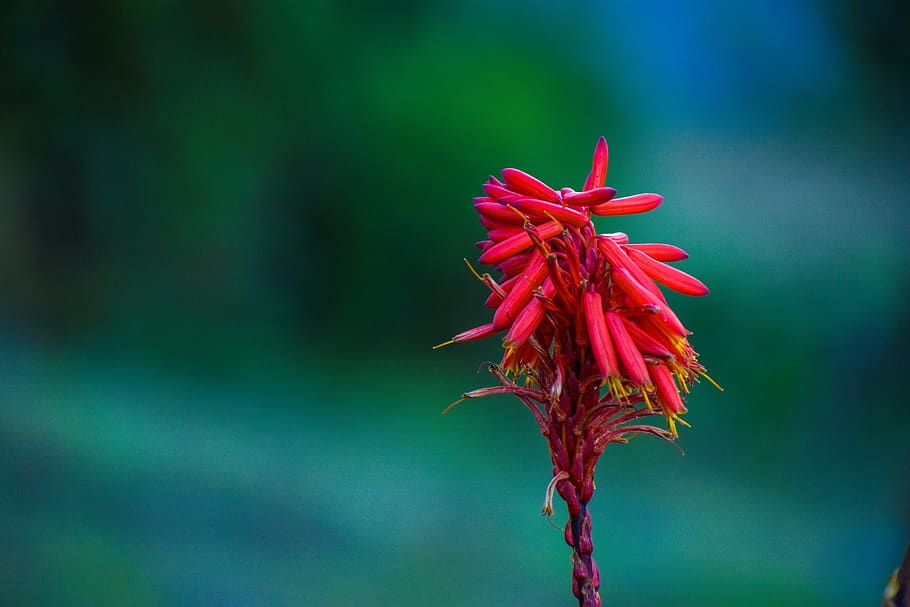 flower, wild, summer, prado, colorful, beauty in nature, plant HD wallpaper