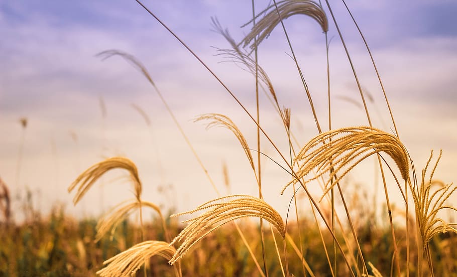 Grown Hay in Macro Shot, close-up, crop, cropland, environment HD wallpaper