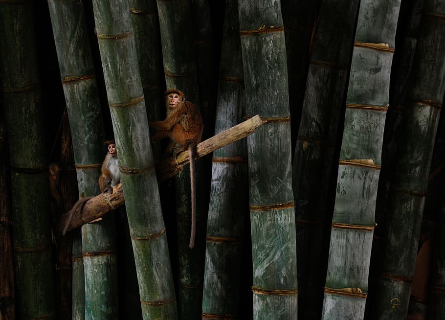 monkey on bamboo illustration, wood - material, no people, indoors HD wallpaper