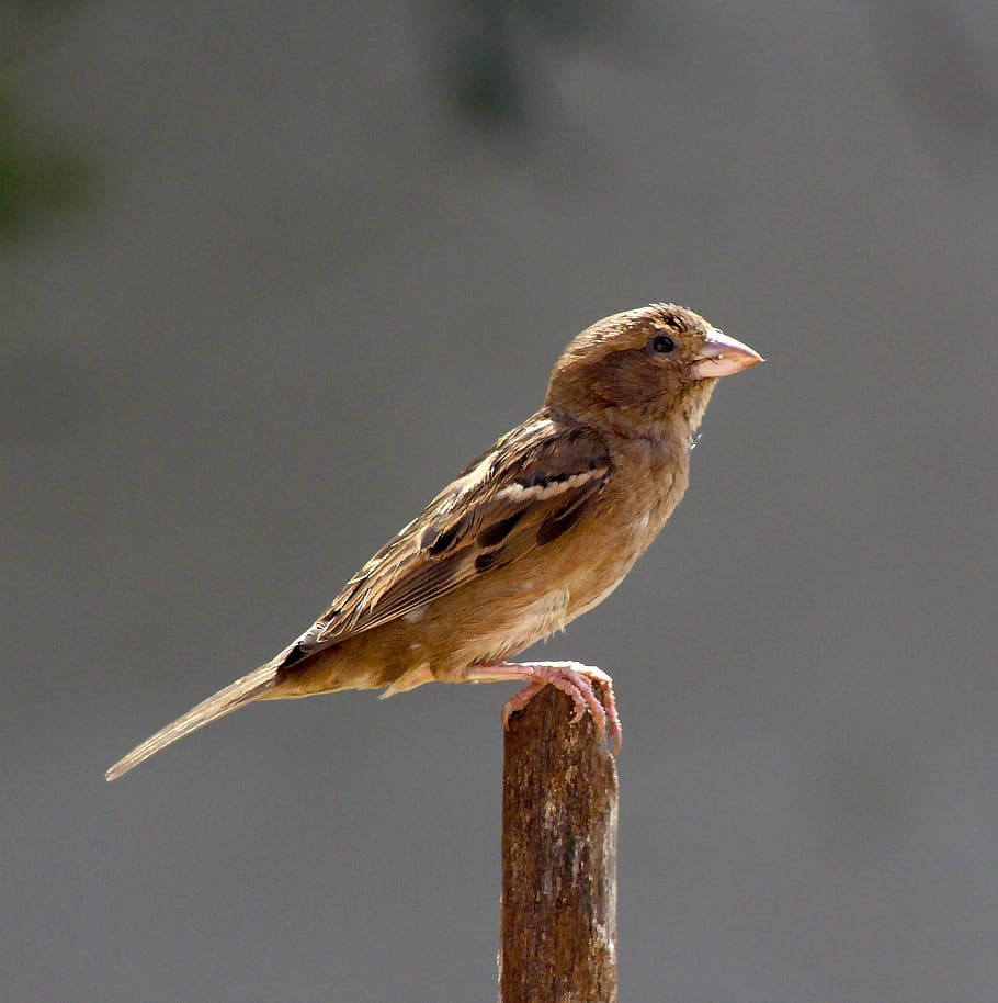 bird, brown, small, perched, observing, animal themes, animal wildlife HD wallpaper