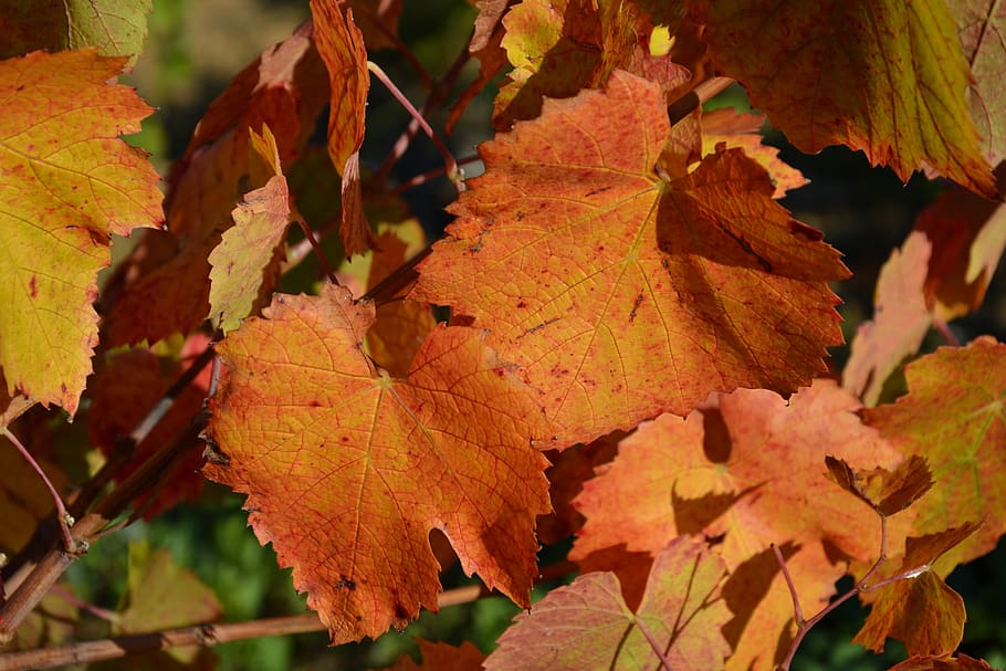 vine, fall, leaves, orange, autumn, plant part, leaf, change HD wallpaper