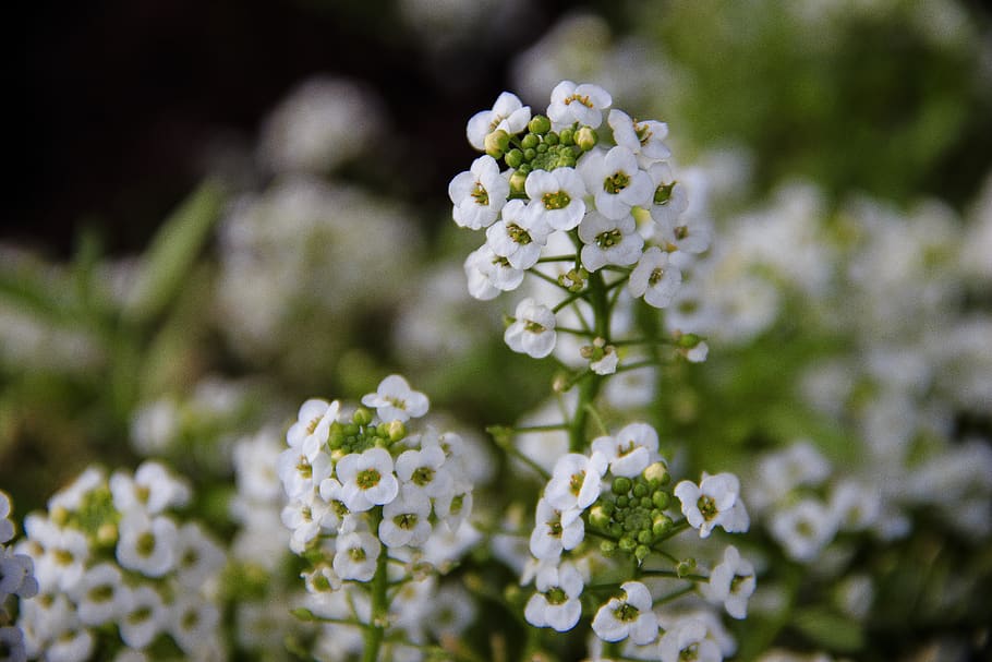 macro, flower, white, bloom, nature, garden, petals, flora HD wallpaper