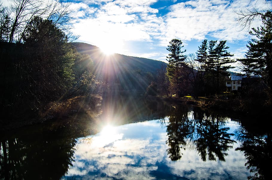 flare, light, sunlight, water, abies, plant, tree, fir, outdoors HD wallpaper