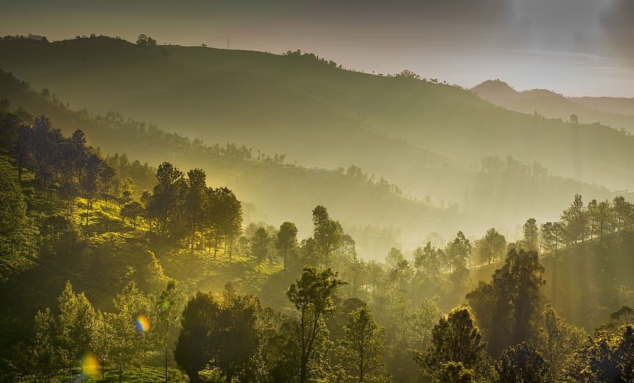 panoramic, landscape, nature, tree, mountain, plant, scenics - nature HD wallpaper