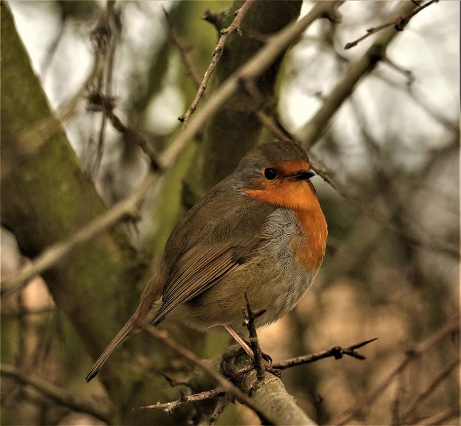 robin, wildlife, bird, perched, nature, twig, tree, vertebrate HD wallpaper