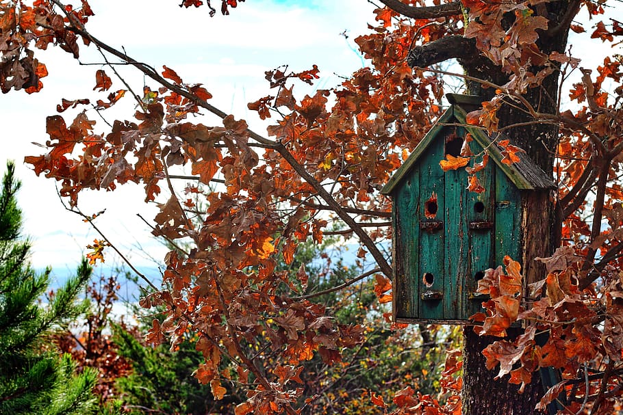 bird house, forest, leaves, fall, tree, autumn, plant, no people HD wallpaper