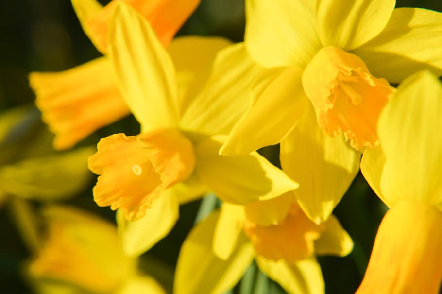 daffodil, flower, petals, spring, narcissus, nature, garden HD wallpaper
