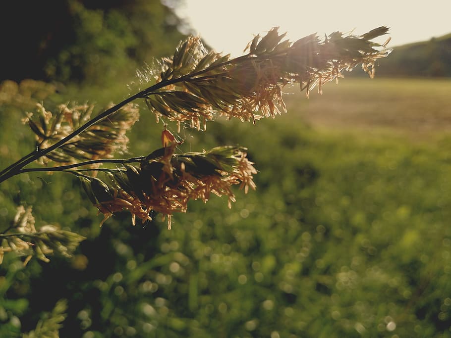 Macro Photo Of Plant, bloom, blossom, field, flora, flower, grass HD wallpaper