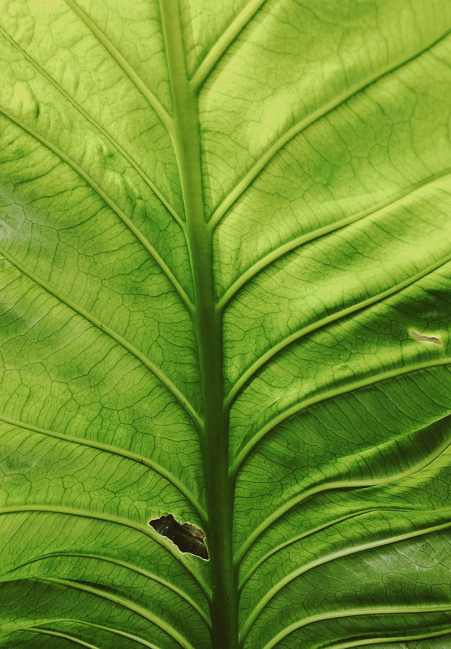 close-up of a green leaf, veins, plant, 1402 e galer st, united states, HD wallpaper