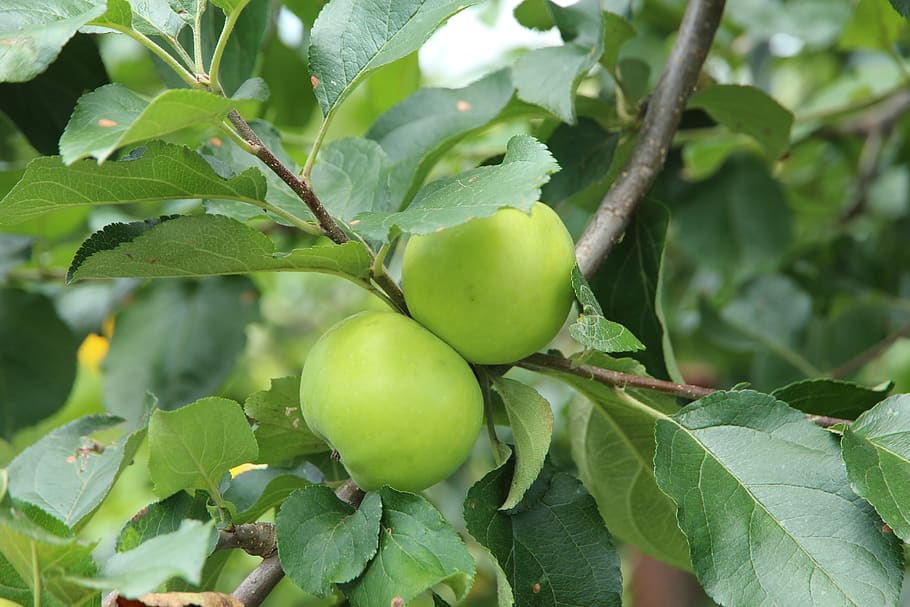apples, branch, fruit, nature, sheet, food, outdoors, apple tree HD wallpaper