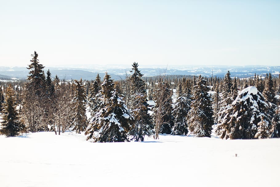 trees covered in snows, fir, plant, abies, pine, conifer, norway HD wallpaper