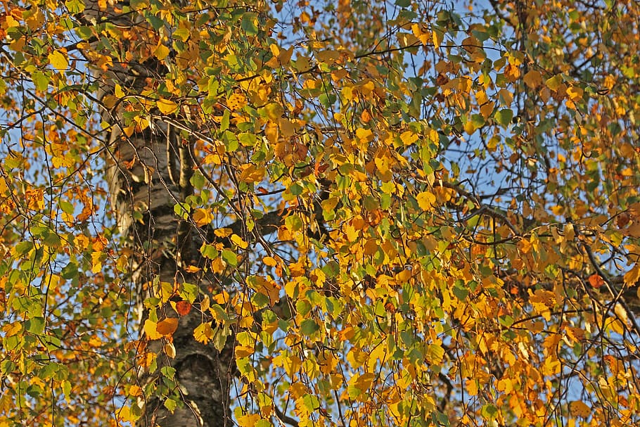 autumn, tree, nature, background, forest, leaves, colorful HD wallpaper