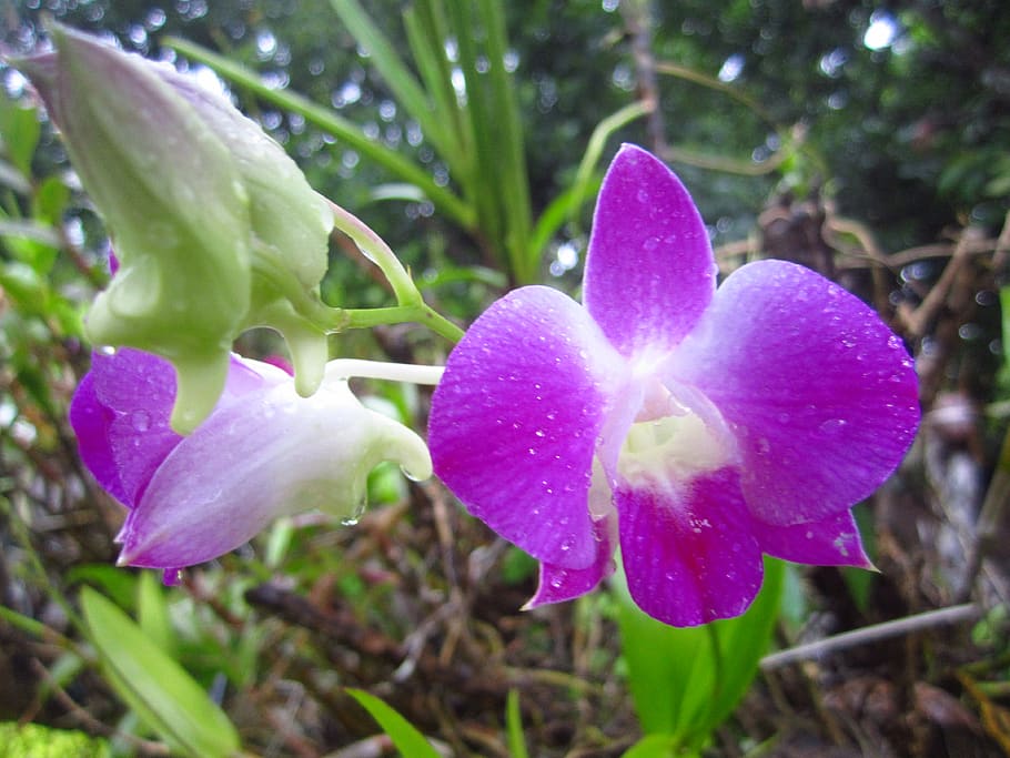 orchid, flower, plant, flowering plant, beauty in nature, growth HD wallpaper