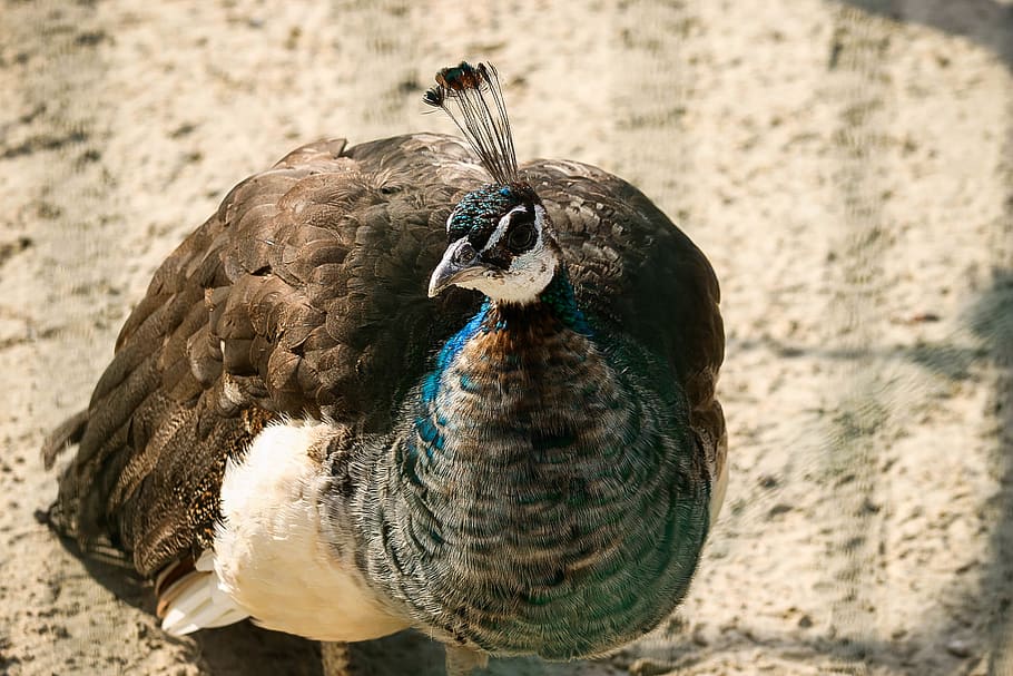 birds, wild, animal themes, vertebrate, animal wildlife, one animal HD wallpaper