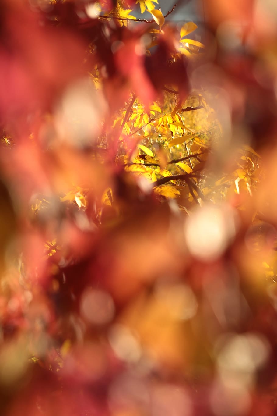 czechia, choceradská, plant, selective focus, no people, close-up HD wallpaper