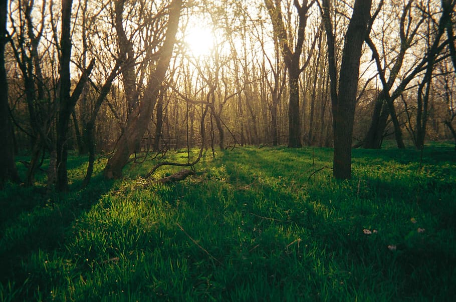 green grass under forest, nature, outdoors, tree, plant, grassland HD wallpaper