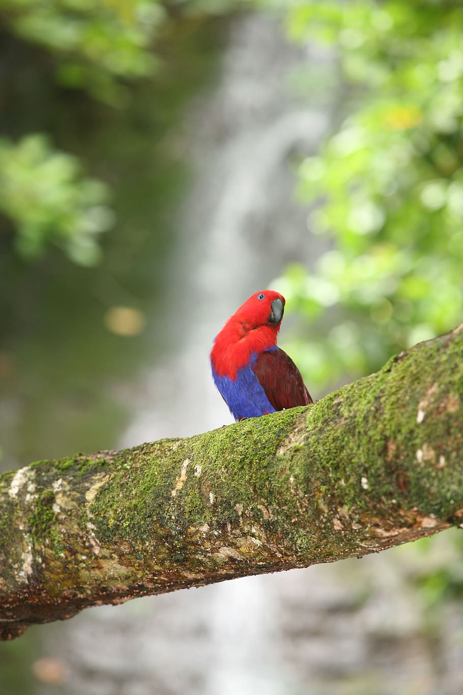 parrot, waterfall, eclectus, birds, exotic, hawaii, animal themes