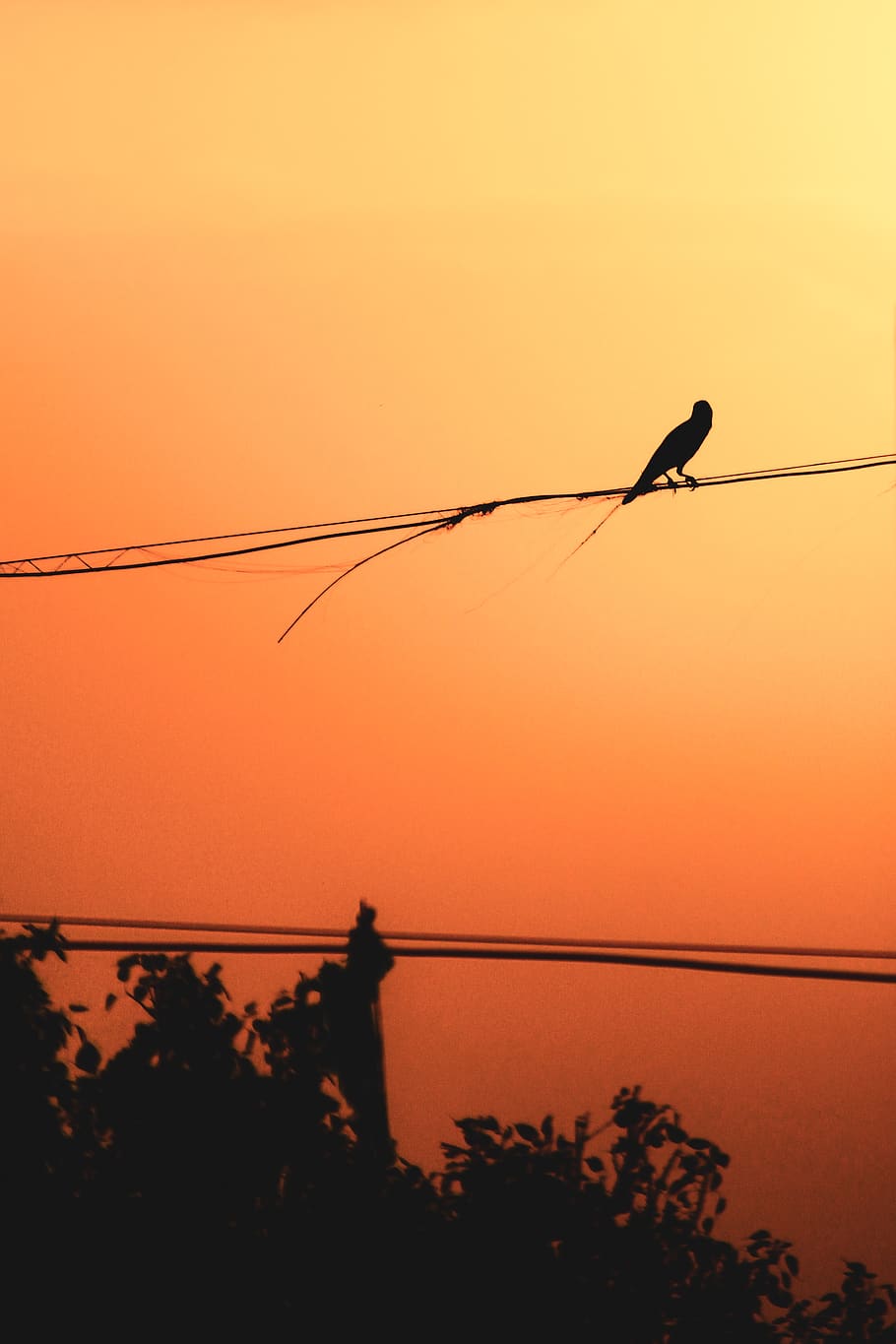 animal, bird, silhouette, outdoors, flying, nature, #bird #nature #silhoutte #latest #mobilewallpaper, HD wallpaper