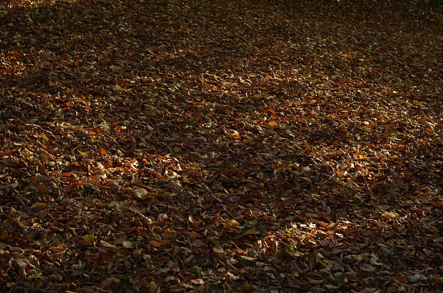leaf, plant part, change, nature, land, autumn, field, tranquility HD wallpaper