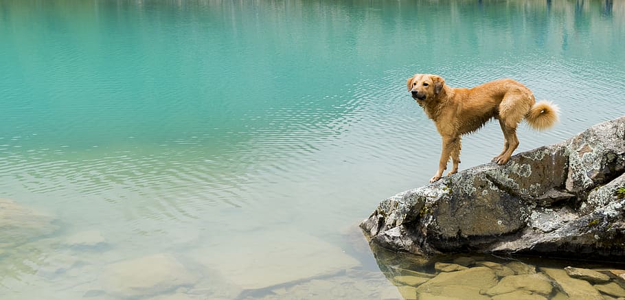 brown dog standing on gray rock over body of water, animal, pet, HD wallpaper