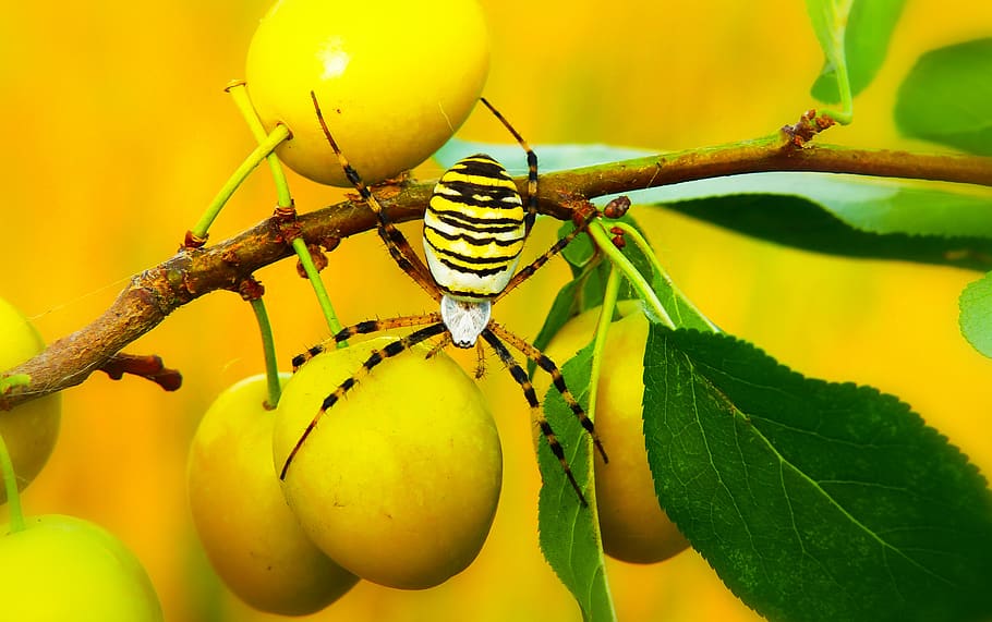 yellow and black spider, fruit, food, food and drink, close-up HD wallpaper