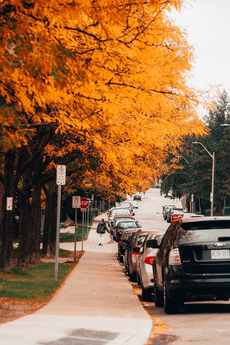 vehicles parked beside tree, car, transportation, automobile HD wallpaper