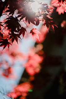 maple leaves view, plant, leaf, tree, maple leaf, flower, petal HD wallpaper