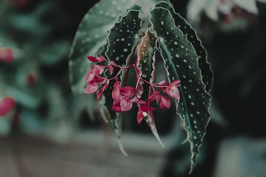 Selective Focus Photography of Red Petaled Flowers, bloom, blooming HD wallpaper