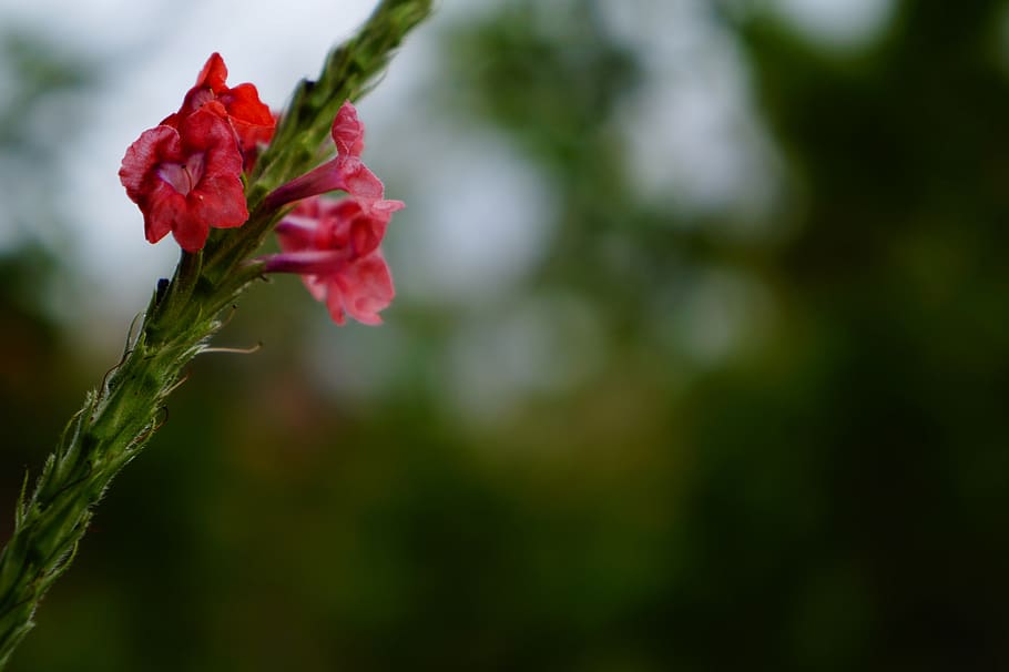 flower, pink, spring, red, green, blur, garden, nature, plant HD wallpaper