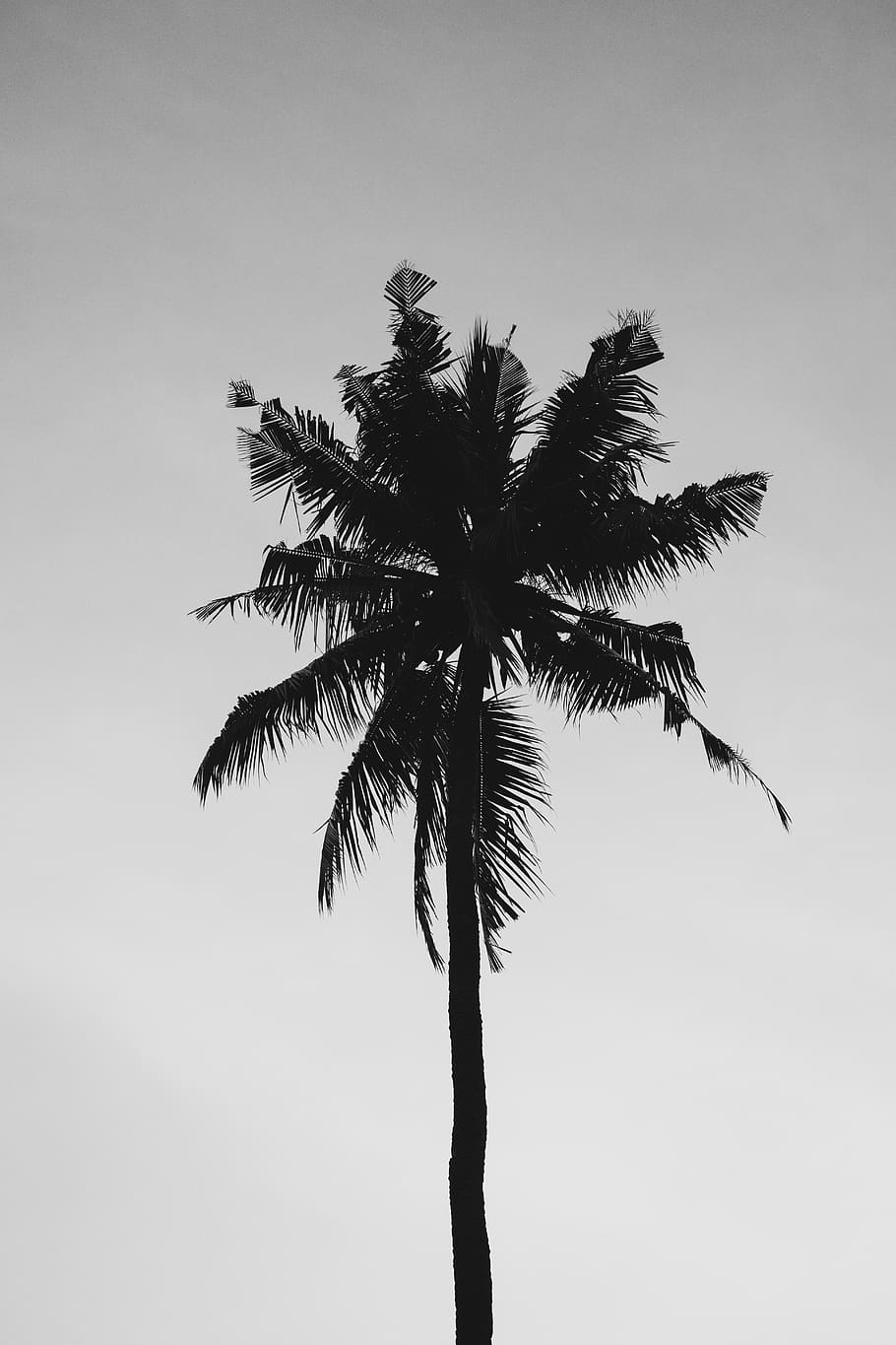 tropical, palm, nature, tree, beach, summer, travel, paradise HD wallpaper