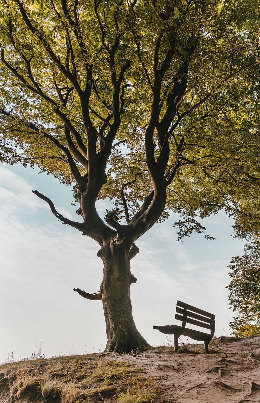 Brown Bench Beside Tree, branches, colors, daylight, environment HD wallpaper