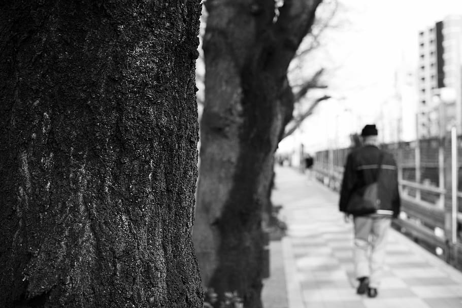 tree trunk, plant, focus on foreground, walking, nature, day HD wallpaper