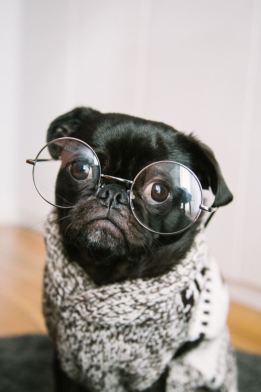 adult black pug, aging, old, student, school, trained, intelligent HD wallpaper