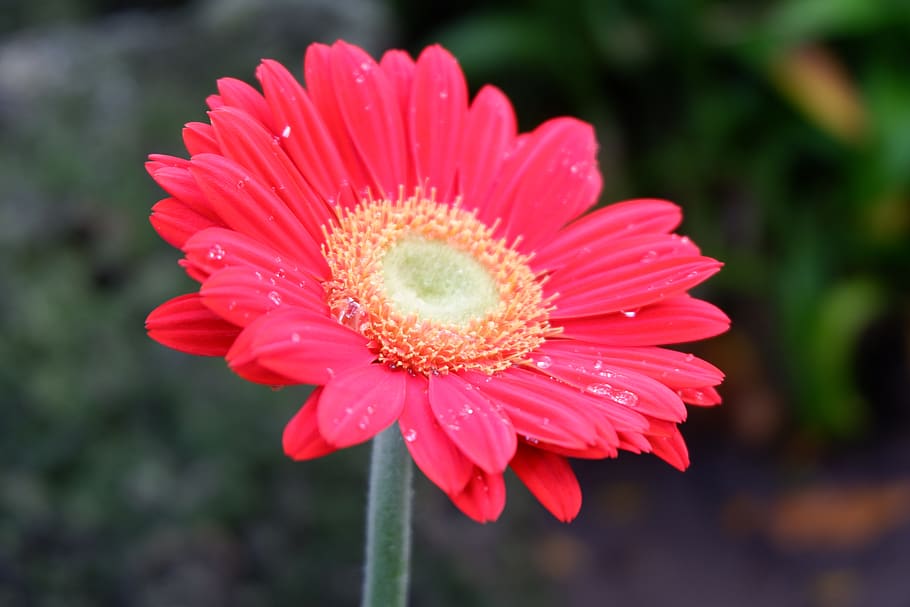 nature, flower, flora, leaf, outdoors, petal, blooming, natural HD wallpaper