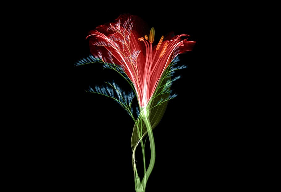 blooming red and green flower wallpaper, transparent, technology HD wallpaper