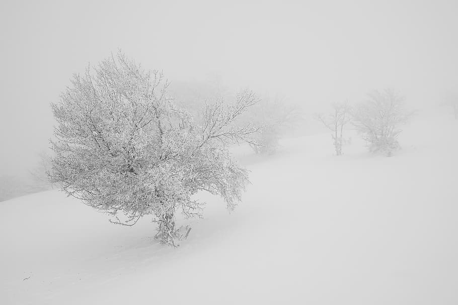 snow covered trees, nature, outdoors, winter, storm, blizzard HD wallpaper