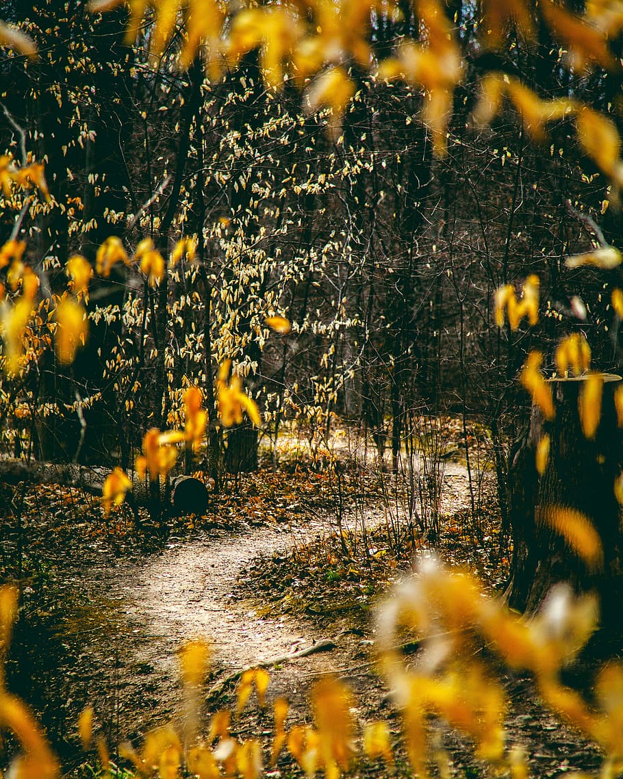 yellow leafed trees, forest, hike, trail, season, winter, spring HD wallpaper