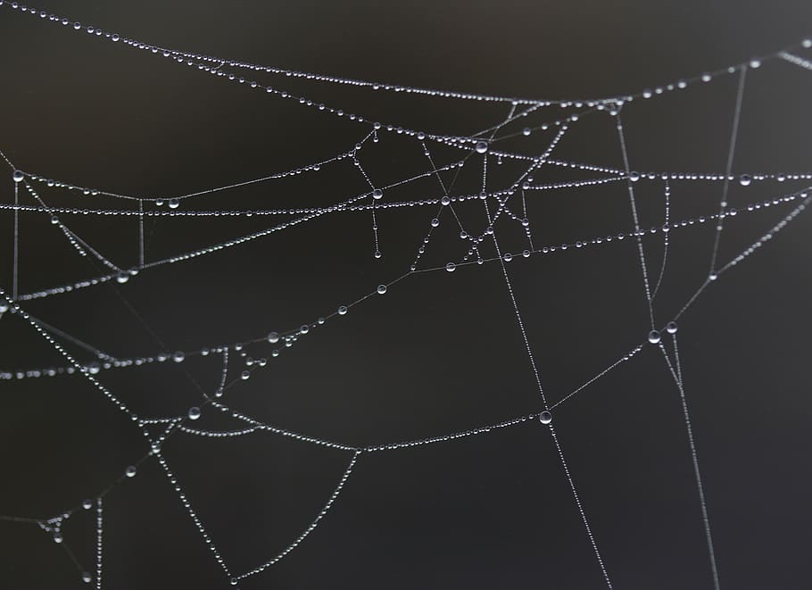 spider web, drops, dew, morning, autumn, water, wet, fragility HD wallpaper