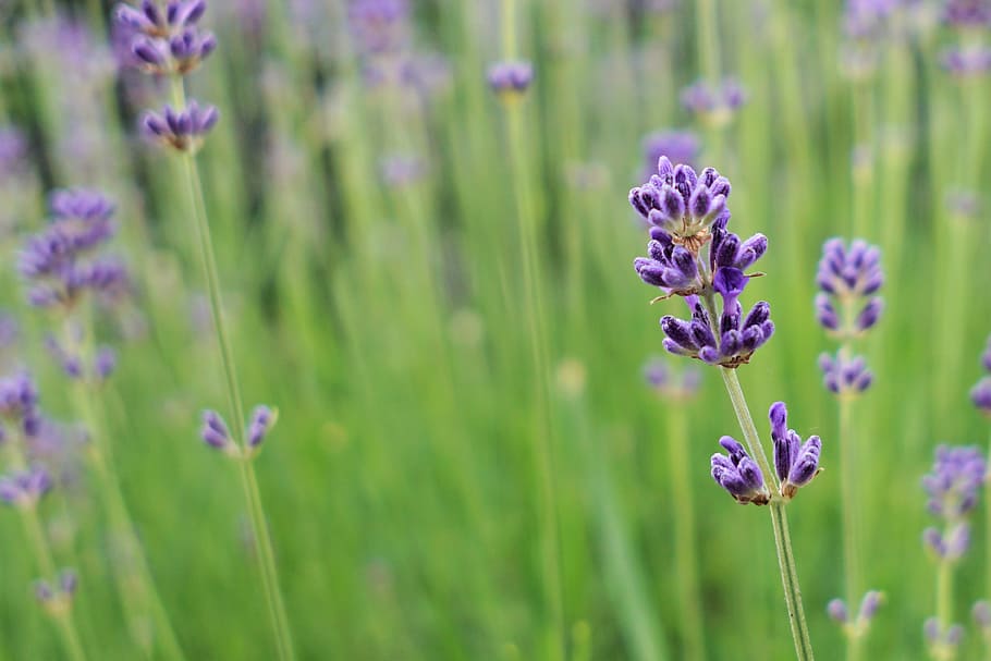 nature, field, flowers, summer, aromatherapy, aromatic, bloom HD wallpaper