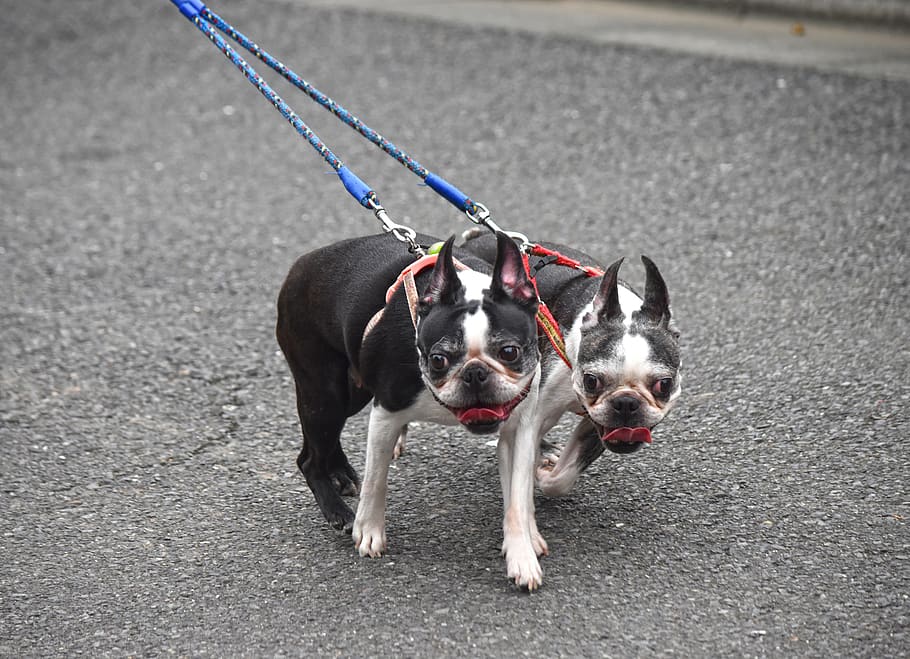 japan, tokyo, domestic, mammal, pets, domestic animals, dog HD wallpaper