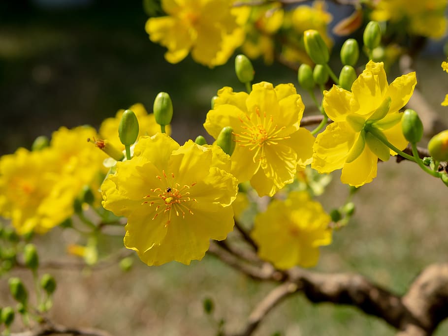 leopard, spring, vietnam, vietnamese tet, beautiful flowers