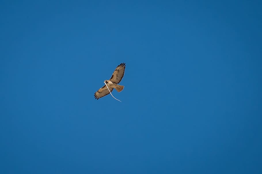 hawk, redtail, bird, animal, wild, nature, flying, animal wildlife HD wallpaper