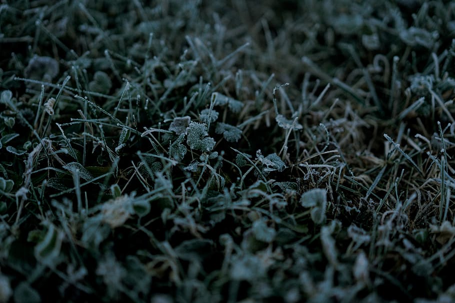 nature, tree, trees, grass, green, cold, fall, winter, december HD wallpaper