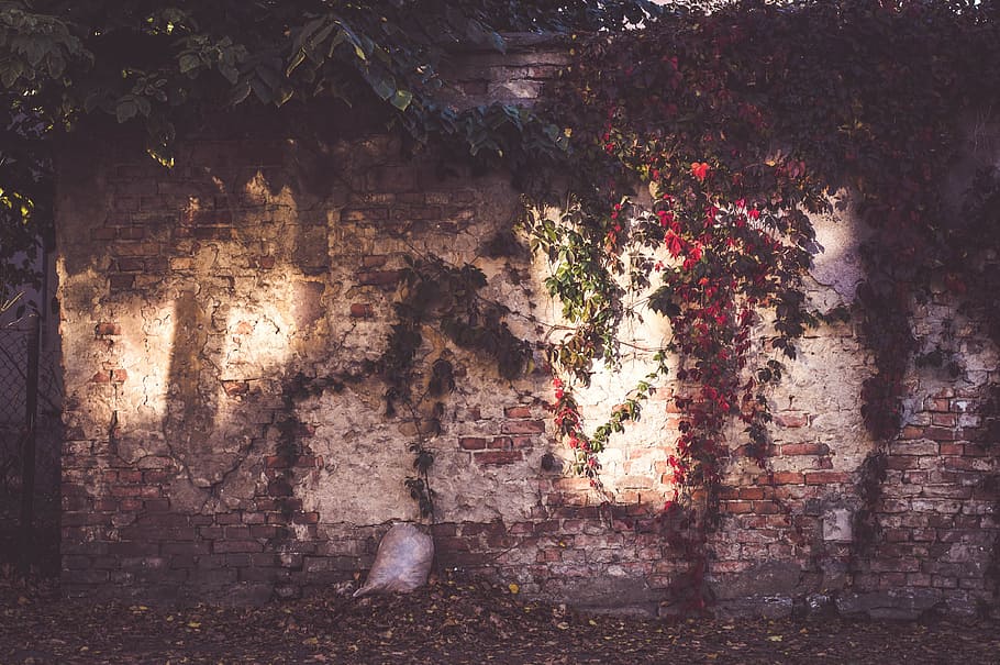 Wall With Vines, plants, architecture, built structure, growth HD wallpaper