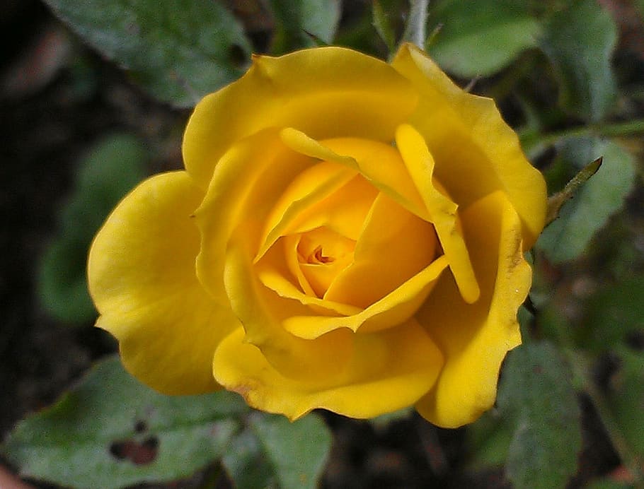 usa, flower, flowering plant, yellow, beauty in nature, petal HD wallpaper