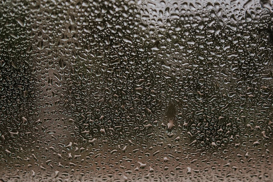 dew drops, animal themes, animal wildlife, animals in the wild HD wallpaper
