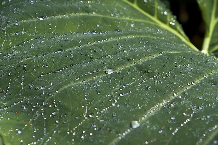 canada, edmonton, muttart conservatory, broadleaf, shady, water HD wallpaper